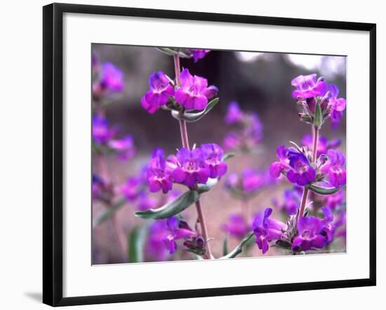 Cascade Penstemon in Painted Hills National Monument, Oregon, USA-Terry Eggers-Framed Photographic Print