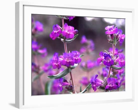 Cascade Penstemon in Painted Hills National Monument, Oregon, USA-Terry Eggers-Framed Photographic Print