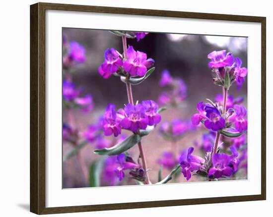 Cascade Penstemon in Painted Hills National Monument, Oregon, USA-Terry Eggers-Framed Photographic Print