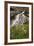 Cascades and Elephant Heads, San Juan Nat'l Forest, Colorado, USA-James Hager-Framed Photographic Print