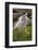 Cascades and Elephant Heads, San Juan Nat'l Forest, Colorado, USA-James Hager-Framed Photographic Print