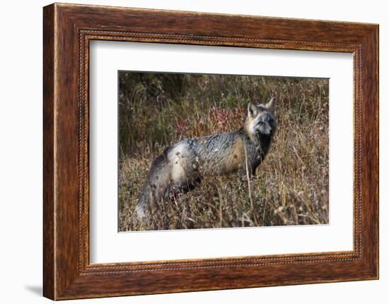 Cascades Red Fox-Ken Archer-Framed Photographic Print