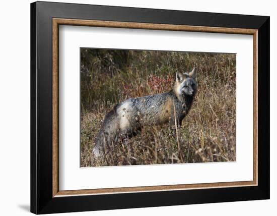 Cascades Red Fox-Ken Archer-Framed Photographic Print