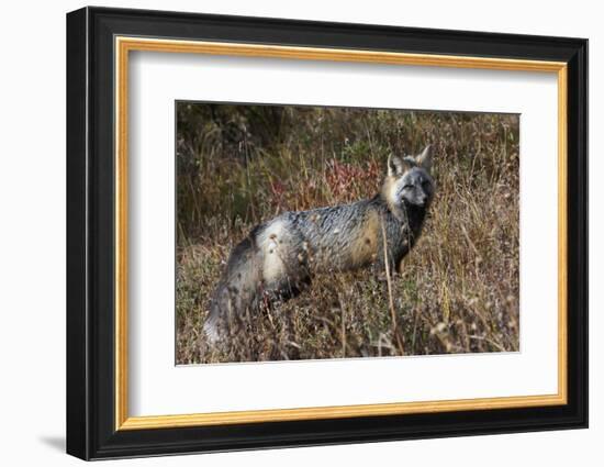 Cascades Red Fox-Ken Archer-Framed Photographic Print