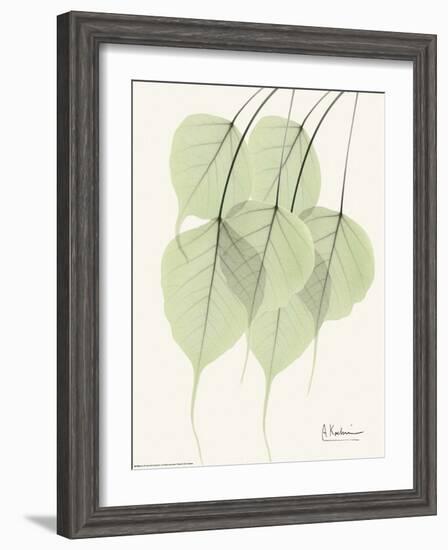 Cascading Bo Tree-Albert Koetsier-Framed Art Print