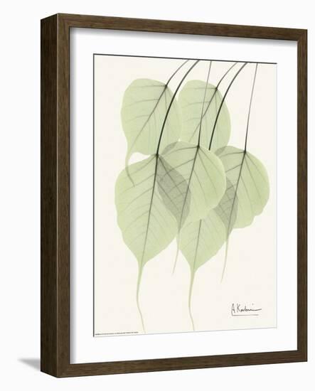 Cascading Bo Tree-Albert Koetsier-Framed Art Print