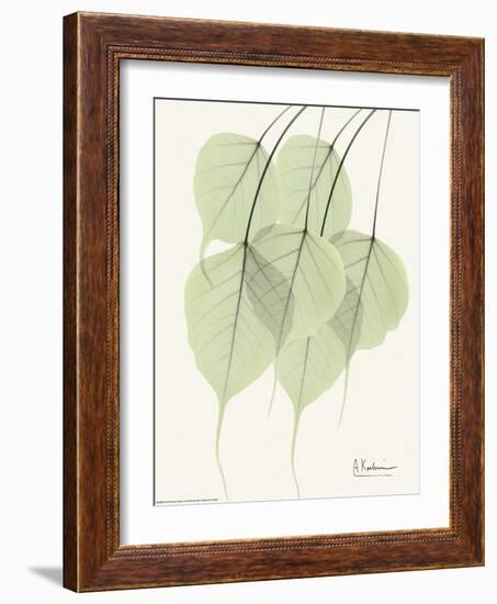 Cascading Bo Tree-Albert Koetsier-Framed Art Print