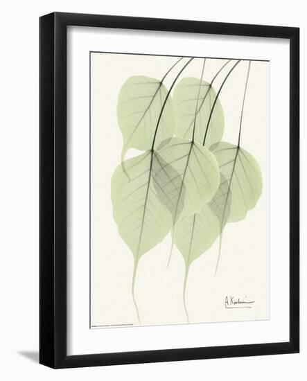 Cascading Bo Tree-Albert Koetsier-Framed Art Print