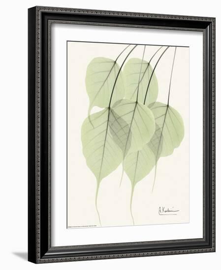 Cascading Bo Tree-Albert Koetsier-Framed Art Print