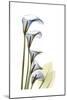 Cascading Calla Lilies-Albert Koetsier-Mounted Premium Giclee Print