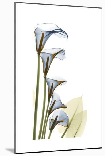Cascading Calla Lilies-Albert Koetsier-Mounted Premium Giclee Print