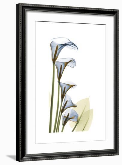 Cascading Calla Lilies-Albert Koetsier-Framed Art Print