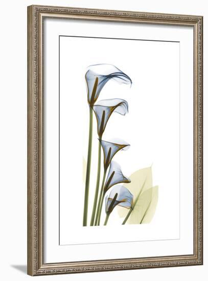 Cascading Calla Lilies-Albert Koetsier-Framed Art Print