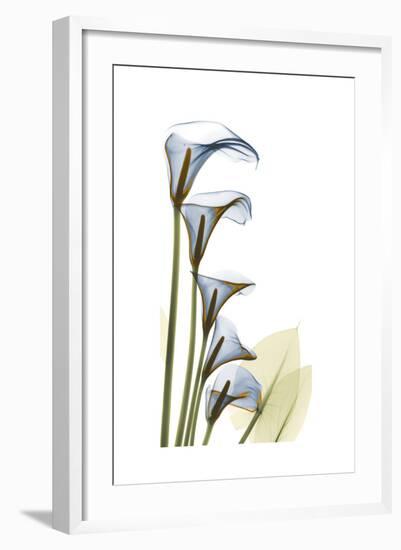 Cascading Calla Lilies-Albert Koetsier-Framed Art Print