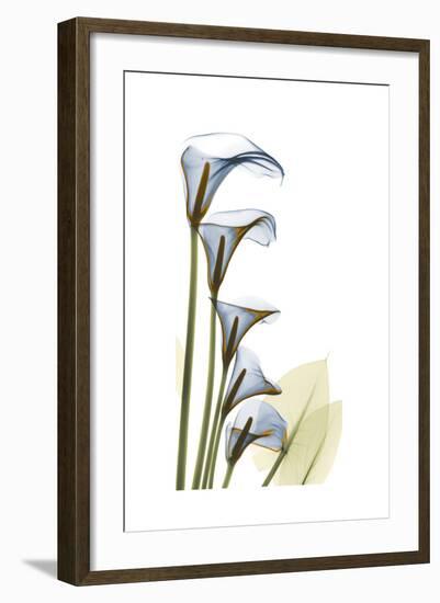 Cascading Calla Lilies-Albert Koetsier-Framed Art Print