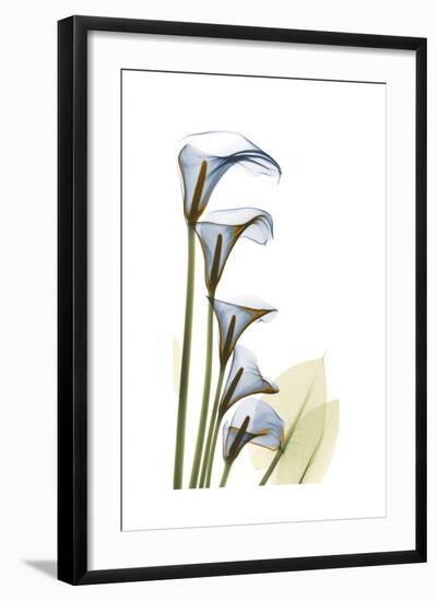 Cascading Calla Lilies-Albert Koetsier-Framed Art Print