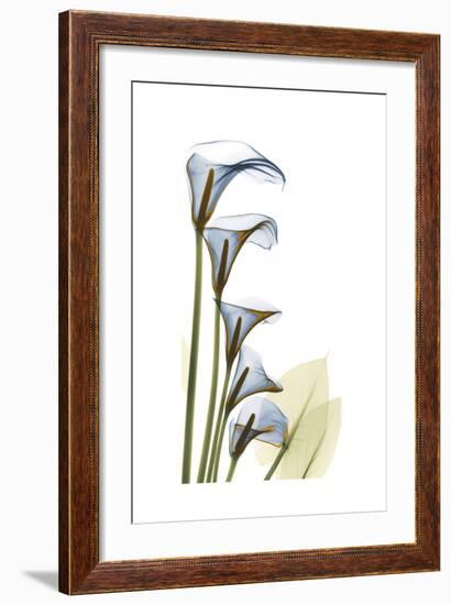 Cascading Calla Lilies-Albert Koetsier-Framed Art Print