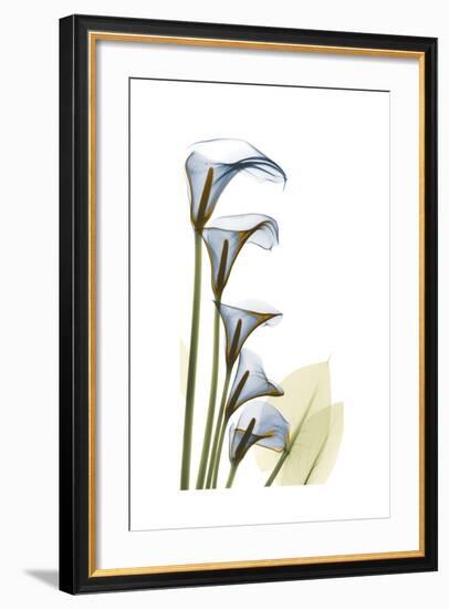 Cascading Calla Lilies-Albert Koetsier-Framed Art Print