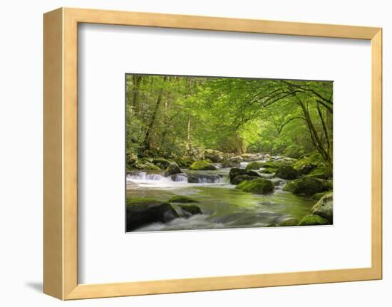 Cascading Creek, Great Smoky Mountains National Park, Tennessee, USA-null-Framed Photographic Print