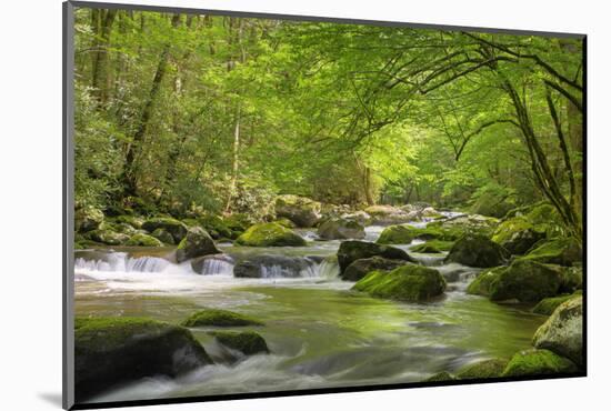 Cascading Creek, Great Smoky Mountains National Park, Tennessee, USA-null-Mounted Photographic Print