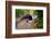 Cascading Creek of the Basin, Franconia Notch, NH-George Oze-Framed Photographic Print