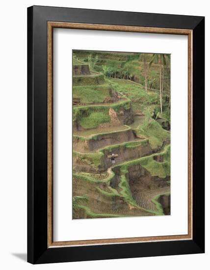 Cascading Rice Field Terraces-DLILLC-Framed Photographic Print