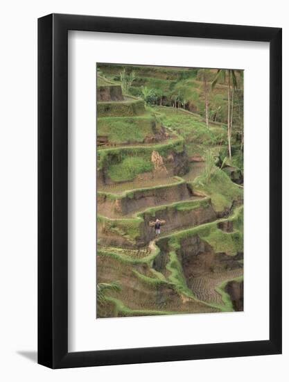 Cascading Rice Field Terraces-DLILLC-Framed Photographic Print