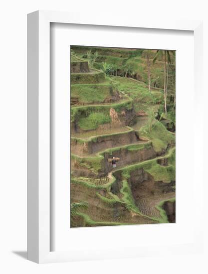 Cascading Rice Field Terraces-DLILLC-Framed Photographic Print