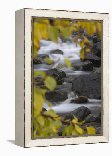 Cascading River Through Autumnal Foliage, Sarek Np, Laponia World Heritage Site, Lapland, Sweden-Cairns-Framed Premier Image Canvas