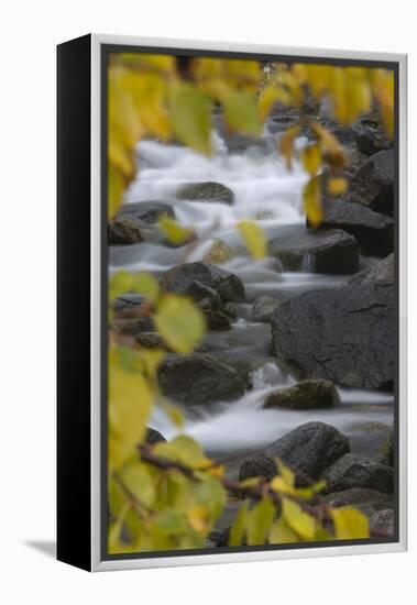 Cascading River Through Autumnal Foliage, Sarek Np, Laponia World Heritage Site, Lapland, Sweden-Cairns-Framed Premier Image Canvas