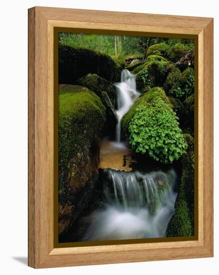 Cascading Stream in Great Smoky Mountains-Ron Watts-Framed Premier Image Canvas