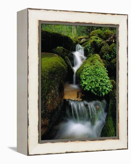 Cascading Stream in Great Smoky Mountains-Ron Watts-Framed Premier Image Canvas