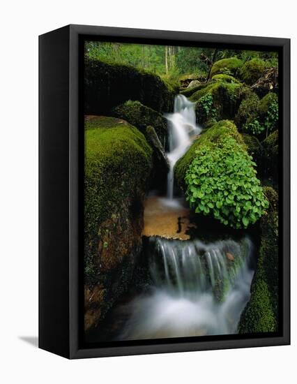 Cascading Stream in Great Smoky Mountains-Ron Watts-Framed Premier Image Canvas