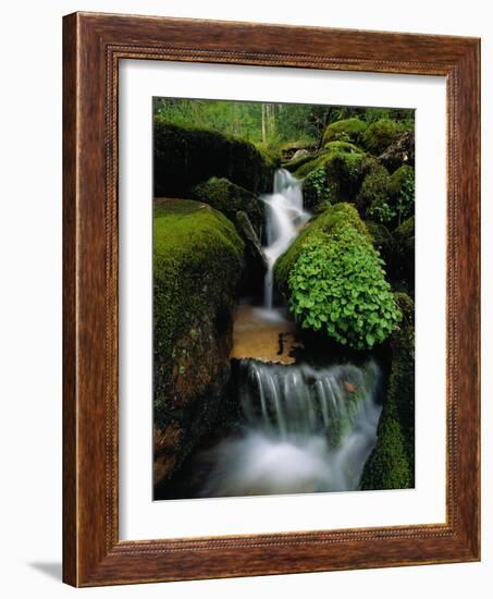 Cascading Stream in Great Smoky Mountains-Ron Watts-Framed Photographic Print