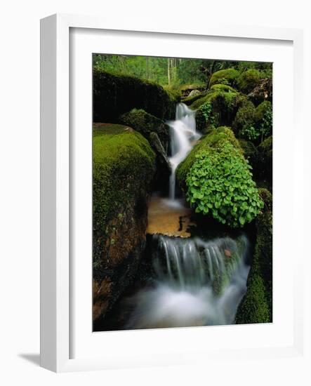 Cascading Stream in Great Smoky Mountains-Ron Watts-Framed Photographic Print