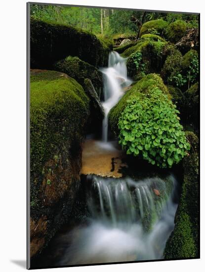 Cascading Stream in Great Smoky Mountains-Ron Watts-Mounted Photographic Print