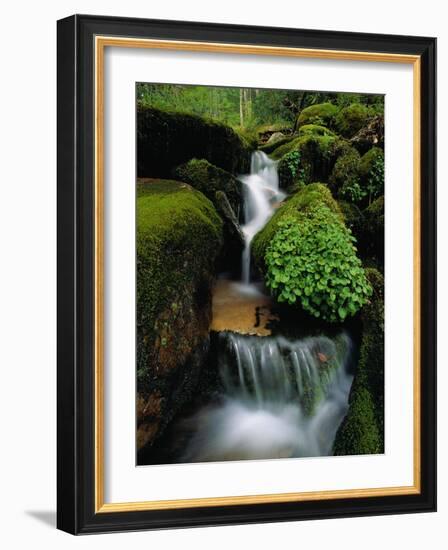 Cascading Stream in Great Smoky Mountains-Ron Watts-Framed Photographic Print