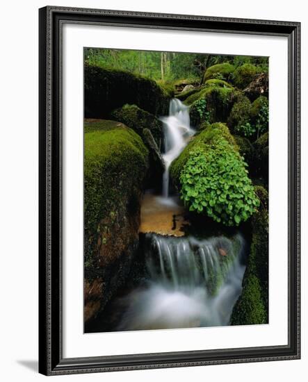 Cascading Stream in Great Smoky Mountains-Ron Watts-Framed Photographic Print