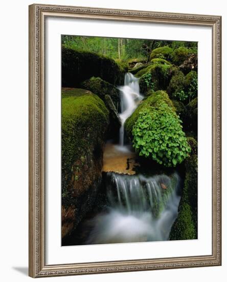 Cascading Stream in Great Smoky Mountains-Ron Watts-Framed Photographic Print