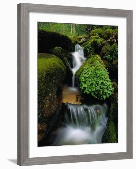 Cascading Stream in Great Smoky Mountains-Ron Watts-Framed Photographic Print