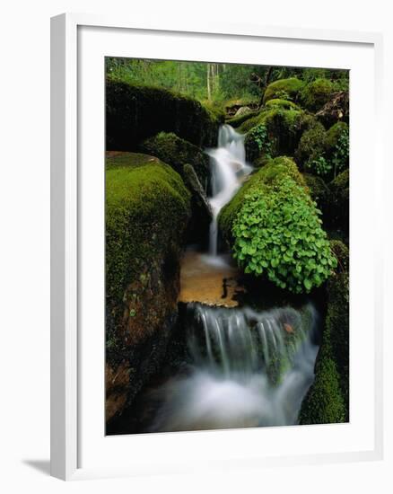 Cascading Stream in Great Smoky Mountains-Ron Watts-Framed Photographic Print