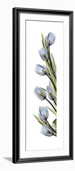 Cascading Tulips-Albert Koetsier-Framed Art Print