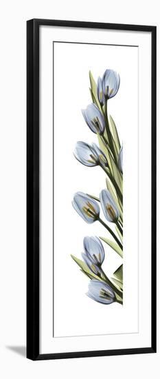 Cascading Tulips-Albert Koetsier-Framed Art Print