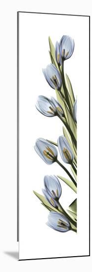 Cascading Tulips-Albert Koetsier-Mounted Art Print