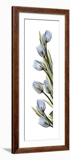 Cascading Tulips-Albert Koetsier-Framed Art Print