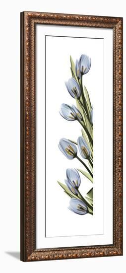 Cascading Tulips-Albert Koetsier-Framed Art Print