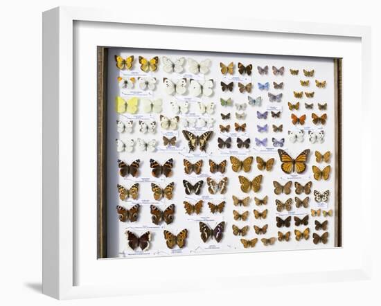 Case of British Butterflies Lepidoptera-Paul Stewart-Framed Photographic Print