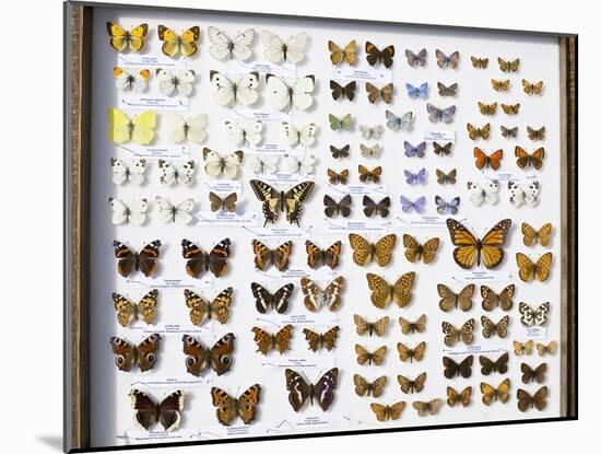 Case of British Butterflies Lepidoptera-Paul Stewart-Mounted Photographic Print