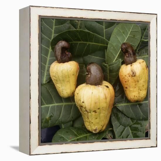 Cashew Nuts, Thailand-Russell Gordon-Framed Premier Image Canvas