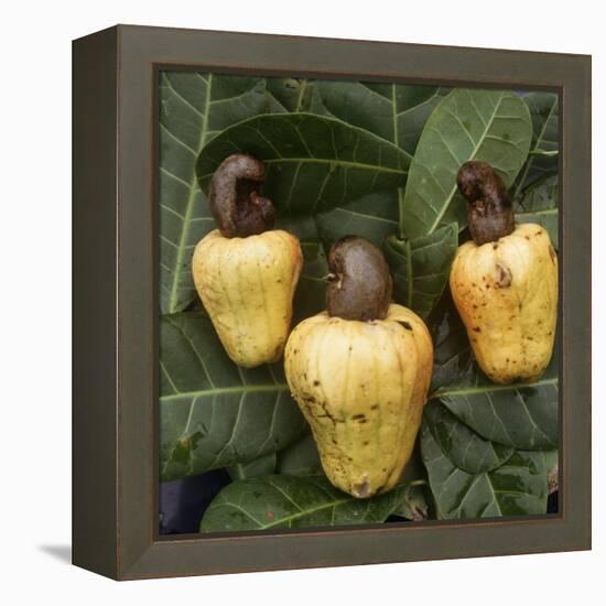 Cashew Nuts, Thailand-Russell Gordon-Framed Premier Image Canvas